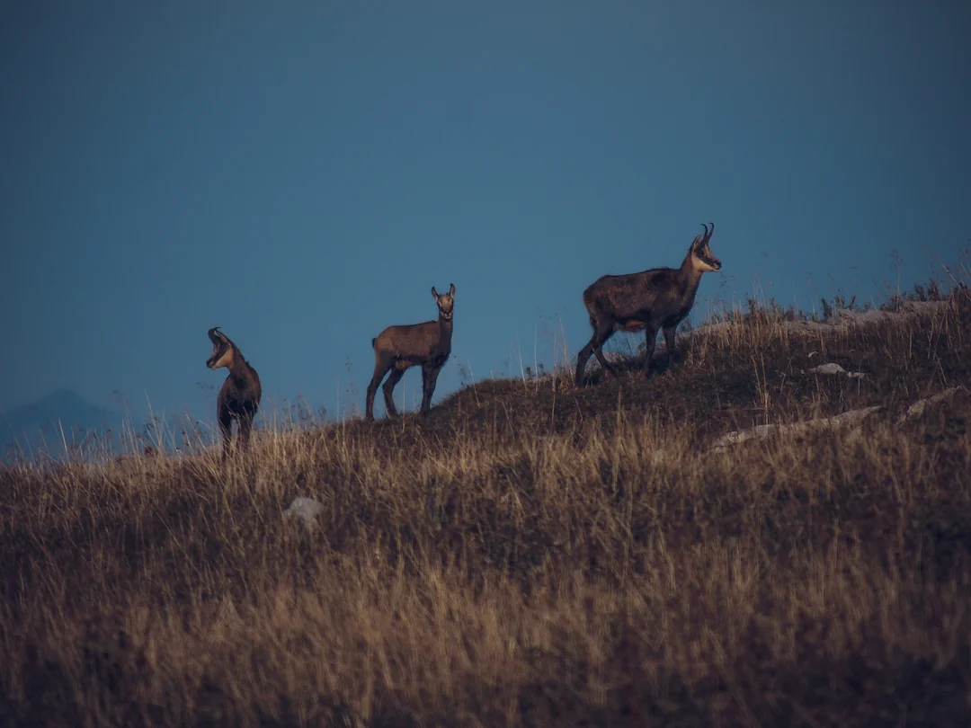 Wildbeobachtungswanderung – mit dem Wildhüter unterwegs | Sonntag – Bild 4
