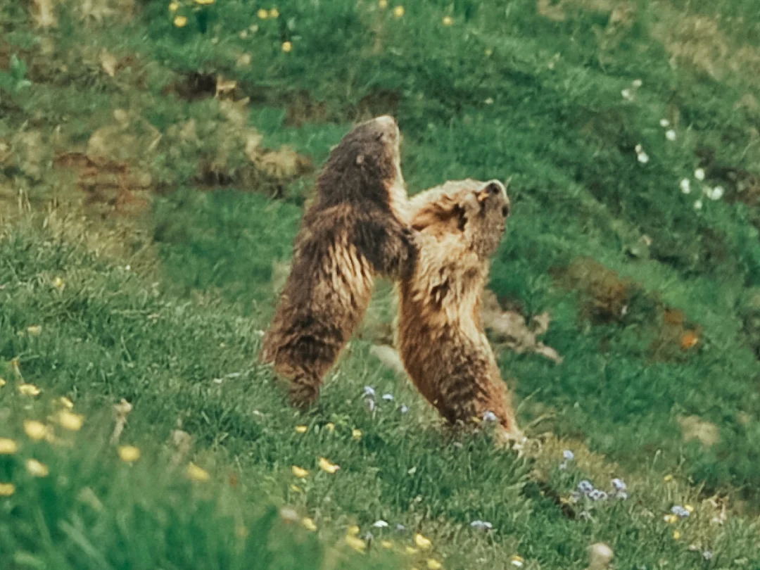 Wildbeobachtungswanderung – mit dem Wildhüter unterwegs | Sonntag – Bild 3